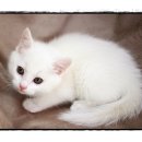 캐터리 플러스 이미지