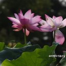 25시 편의점 | 가평당일치기 세미원연꽃 자라섬 연꽃촬영 후기