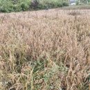 사랑의 눈동자ㅡ유익종님 이미지