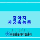 24시 모란동물 메디컬센터 | 강아지/식욕부진/설사/자궁축농증 수술/경기 광주 24시 모란동물메디컬센터