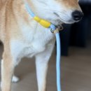 귀여운 강아지 | 애견 리드줄 후기 “말랑팜” 귀여운 강아지 용품으로 산책 준비