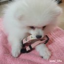 유봉펫 강아지 목줄, 멀티리드줄 내돈내산 리뷰 (리드줄 2m제한 규정)
