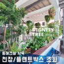 천장조화조경, 인조식물 천장오브제 및 플랜트박스! 동해건설 사옥 인테리어