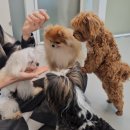 약지애견카페 서창점 이미지