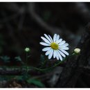 들꽃사랑 이미지