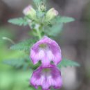 월매리(경북대부속학술림) | 가을날의 들꽃