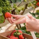 화창농원 이미지