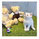 도그마루 강아지 고양이 마포용산점 이미지