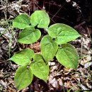 (주)씨메디 이미지