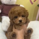 조이퍼피 강아지분양 | 창원 애견 분양 어디서 할까? 창원 강아지 분양 , 퍼피어스 분양샵 방문 후기