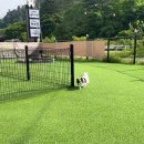 골드스푼애견풀빌라 이미지