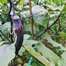 하영올레 2코스 이미지