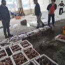 묵호어판장 이미지