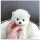 버디독 강아지분양 안심분양센터 시흥점 이미지