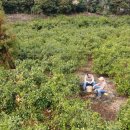 김평진농장 이미지