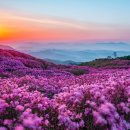 황매산 철쭉제 이미지