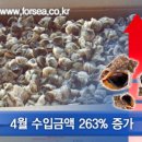 고둥 이미지
