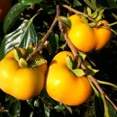 우량농장 이미지