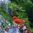 Hepatic Tanager, 붉은풍금조 이미지
