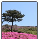 5/3황매산 철쭉,산청 조각공원,옥천 금강수변 친수공원(5월초에 가면 아름 다운곳) 이미지