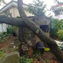 거제비타민씨 이미지