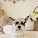 황제 펫 이미지