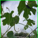 지연농장 이미지