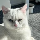 고양이카페 랙돌 | 인천 고양이 카페 구월동 랙돌카페냐옹 후기