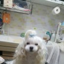 느낌it개 이미지