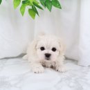 강아지분양 더펫 | 신기동강아지분양 도로시펫 말티즈 후기