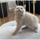 행복한강아지와고양이 이미지