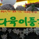 다육이 풍경