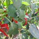 정수목장 이미지