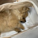 퍼니펫 동물병원 이미지