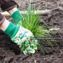 차이브(CHIVES)