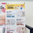 강아지살롱 이미지