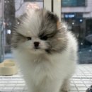 상아펫케어 | 용인강아지분양 처음이라면 꼼꼼함이 다른 선택이 필요해요