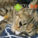 MS동물병원 이미지