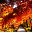 도배1번지 | 내장산 단풍 여행 후기: 솔직 리뷰 &amp; 숨겨진 여행 팁 대방출!