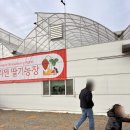 보나농장 | [양양 베리젠딸기] 아이들과 실내 딸기체험, 딸기가 진짜 대박맛있음... 내돈내산 후기