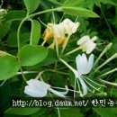 산야초