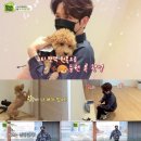 댕댕이# 이미지