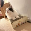 Neko Stay 이미지
