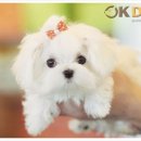 잘나가는 강아지 이미지