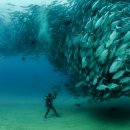 바다모은 이미지