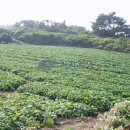 제주 애월읍 고내리 전원주택 펜션부지로 쓸만한 토지 - 제주도 부동산 제주 부동산 경매 이미지