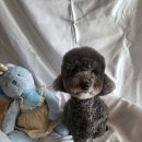 멍멍이컷 이미지