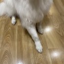 미용할개 네이버블로그