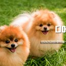 마이펫30 이미지
