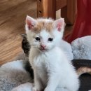 나와고양이 이미지